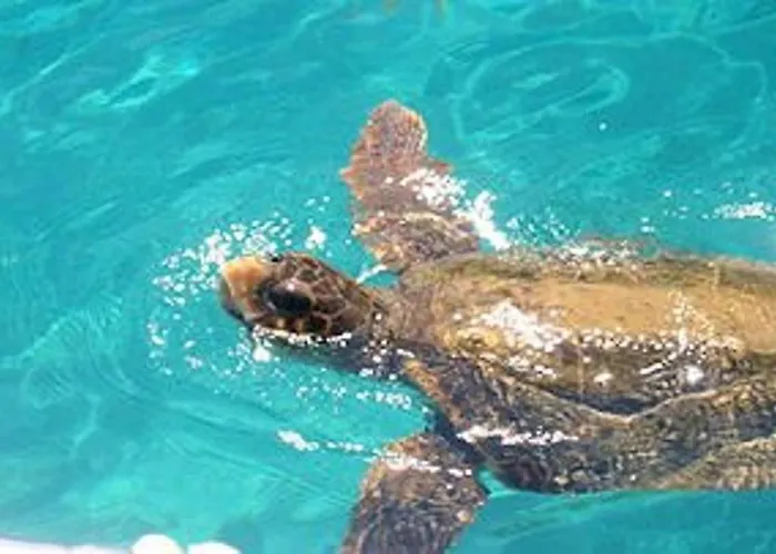 Villa Deluxe Mykonos 2 Bedrooms Del Sol Pool View Outdoor Pool